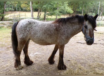 Irish Cob, Stute, 18 Jahre, 128 cm, Tigerschecke