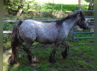 Irish Cob, Stute, 18 Jahre, 128 cm, Tigerschecke