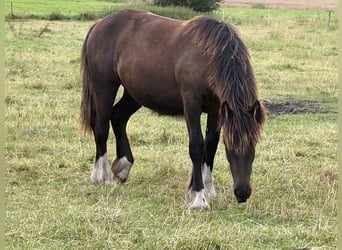 Irish Cob Mix, Stute, 1 Jahr, Dunkelbrauner