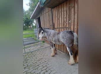Irish Cob, Stute, 3 Jahre, 130 cm, Roan-Blue