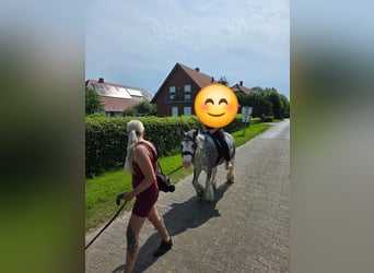 Irish Cob, Stute, 3 Jahre, 130 cm, Roan-Blue