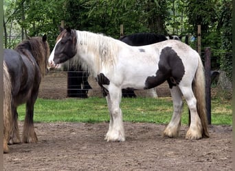 Irish Cob, Stute, 5 Jahre, 150 cm, Tobiano-alle-Farben