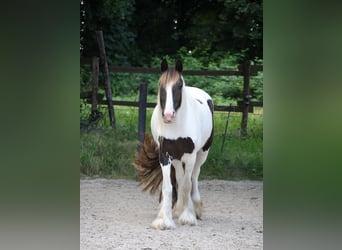Irish Cob, Stute, 5 Jahre, 150 cm, Tobiano-alle-Farben