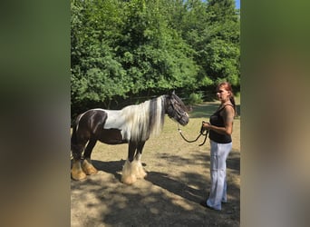 Irish Cob, Stute, 9 Jahre, 148 cm, Schecke