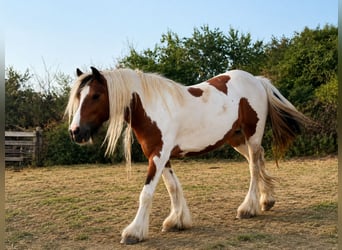 Irish Cob, Stute, 9 Jahre, Schecke