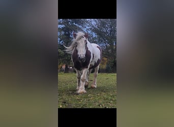 Irish Cob, Wałach, 15 lat, 150 cm, Srokata