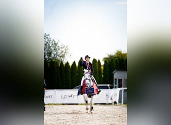 Irish Cob, Wałach, 16 lat, 148 cm, Siwa