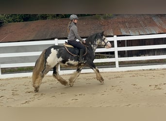 Irish Cob, Wałach, 4 lat, 148 cm, Karodereszowata