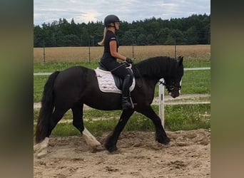 Irish Cob, Wałach, 4 lat, 153 cm, Kara