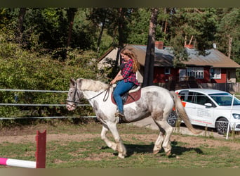 Irish Cob Mix, Wallach, 10 Jahre, 159 cm, Apfelschimmel