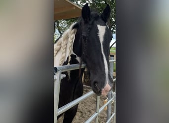 Irish Cob, Wallach, 11 Jahre, 150 cm, Schecke