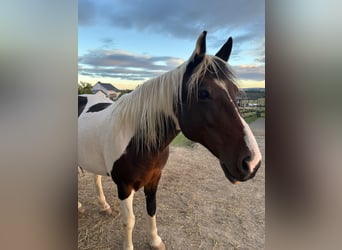 Irish Cob, Wallach, 14 Jahre, 158 cm, Schecke