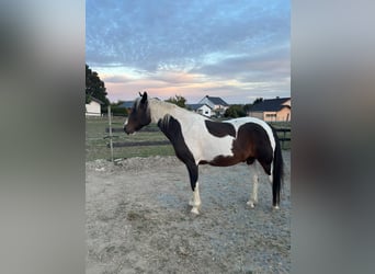 Irish Cob, Wallach, 14 Jahre, 158 cm, Schecke