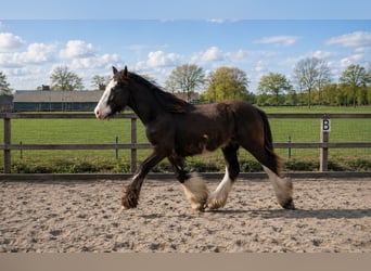 Irish Cob, Wallach, 1 Jahr, 165 cm, Schwarzbrauner