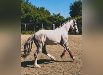 Irish Cob Mix, Wallach, 3 Jahre, 142 cm, Schimmel