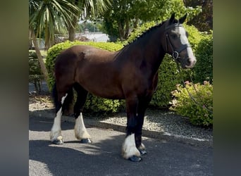 Irish Cob, Wallach, 4 Jahre, 138 cm, Dunkelbrauner