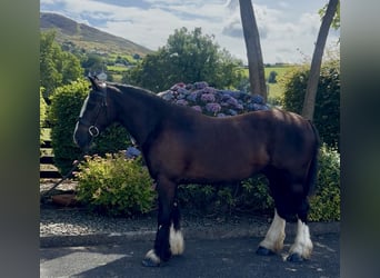 Irish Cob, Wallach, 4 Jahre, 138 cm, Dunkelbrauner