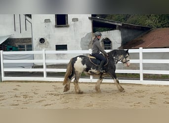 Irish Cob, Wallach, 4 Jahre, 148 cm, Roan-Blue