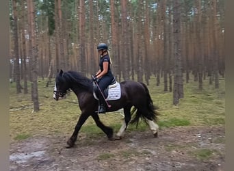 Irish Cob, Wallach, 4 Jahre, 153 cm, Rappe