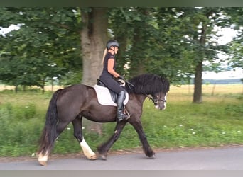 Irish Cob, Wallach, 4 Jahre, 153 cm, Rappe