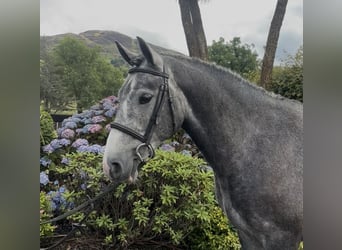 Irish Cob, Wallach, 4 Jahre, 155 cm, Schimmel