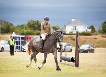 Irish Cob, Wallach, 4 Jahre, 155 cm, Schimmel