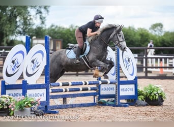 Irish Cob, Wallach, 4 Jahre, 155 cm, Schimmel