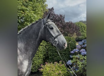 Irish Cob, Wallach, 4 Jahre, 155 cm, Schimmel