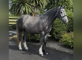 Irish Cob, Wallach, 4 Jahre, 155 cm, Schimmel
