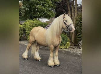 Irish Cob, Wallach, 6 Jahre, 138 cm