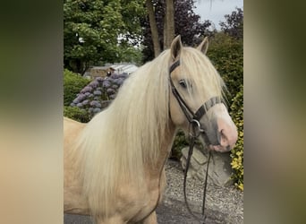 Irish Cob, Wallach, 6 Jahre, 138 cm