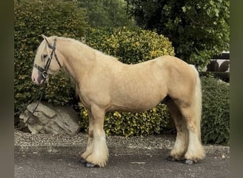 Irish Cob, Wallach, 6 Jahre, 138 cm