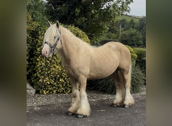 Irish Cob, Wallach, 6 Jahre, 138 cm