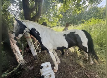 Irish Cob, Wallach, 8 Jahre, 138 cm, Schecke