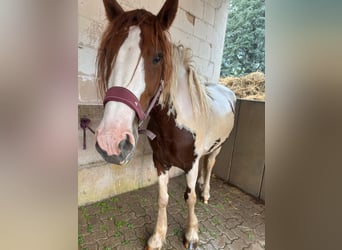 Irish Cob Mestizo, Yegua, 4 años, 155 cm, Pío