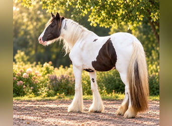 Irish Cob, Yegua, 5 años, 150 cm, Tobiano-todas las-capas