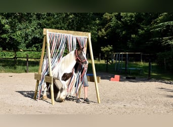 Irish Cob, Yegua, 5 años, 150 cm, Tobiano-todas las-capas