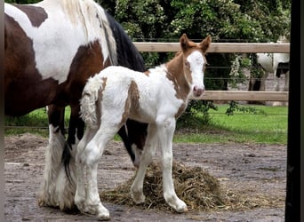 Irish Cob, Yegua, Potro (05/2026), 150 cm, Tobiano-todas las-capas