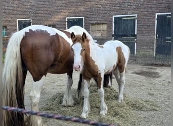 Irish Cob, Yegua, Potro (05/2026), 150 cm, Tobiano-todas las-capas