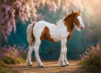 Irish Cob, Yegua, Potro (05/2026), 150 cm, Tobiano-todas las-capas