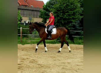 Irish Sport Horse, Gelding, 10 years, 15.2 hh, Bay-Dark