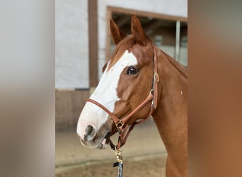 Irish Sport Horse Mix, Gelding, 10 years, 15,2 hh, Chestnut-Red