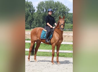 Irish Sport Horse, Gelding, 10 years, 15.3 hh, Chestnut-Red