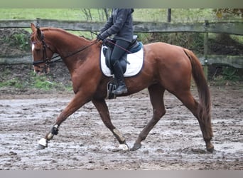 Irish Sport Horse, Gelding, 10 years, 15,3 hh, Chestnut-Red