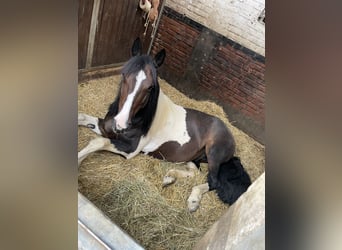 Irish Sport Horse, Gelding, 10 years, 15 hh, Pinto