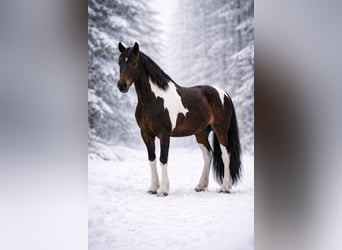 Irish Sport Horse, Gelding, 10 years, 15,1 hh, Pinto