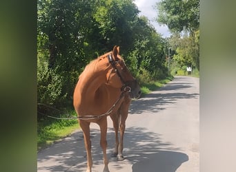 Irish Sport Horse, Gelding, 10 years, 15,3 hh, Chestnut