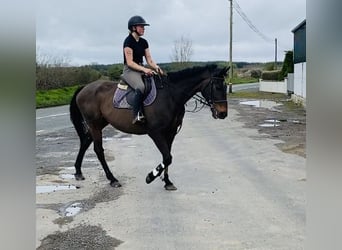 Irish Sport Horse, Gelding, 10 years, 16.1 hh, Brown