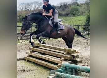 Irish Sport Horse, Gelding, 10 years, 16.1 hh, Brown