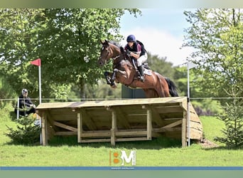 Irish Sport Horse, Gelding, 10 years, 16.2 hh, Bay